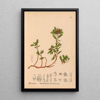 Reproduction of the painting Medicinal Plants Pl001 - Charles Frederick Millspaugh