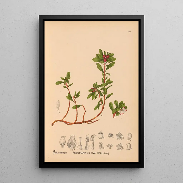 Reproduction of the painting Medicinal Plants Pl001 - Charles Frederick Millspaugh