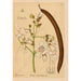 Medicinal Plants Pl002 - Charles Frederick Millspaugh — artwork view