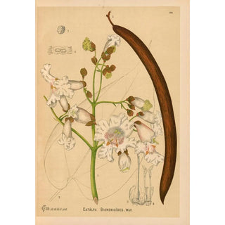Medicinal Plants Pl002 - Charles Frederick Millspaugh — artwork view
