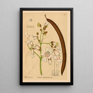 Medicinal Plants Pl002 - Charles Frederick Millspaugh — framed artwork on a wall