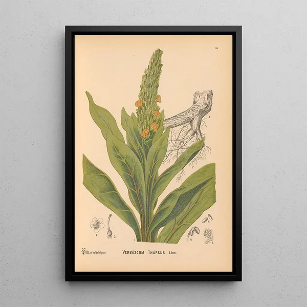 Reproduction of the painting Medicinal Plants Pl003 - Charles Frederick Millspaugh