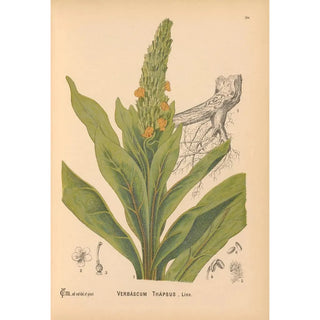 Reproduction of the painting Medicinal Plants Pl003 - Charles Frederick Millspaugh