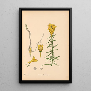 Reproduction of the painting Medicinal Plants Pl004 - Charles Frederick Millspaugh