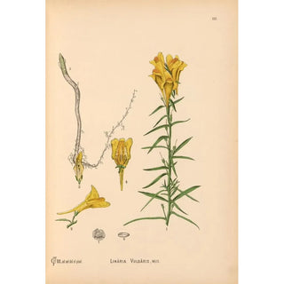 Reproduction of the painting Medicinal Plants Pl004 - Charles Frederick Millspaugh