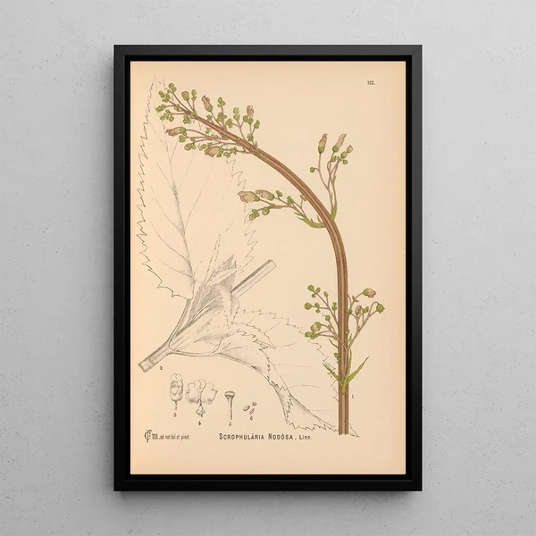 Medicinal Plants Pl005 - Charles Frederick Millspaugh — framed artwork on a wall
