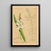 Reproduction of the painting Medicinal Plants Pl006 - Charles Frederick Millspaugh