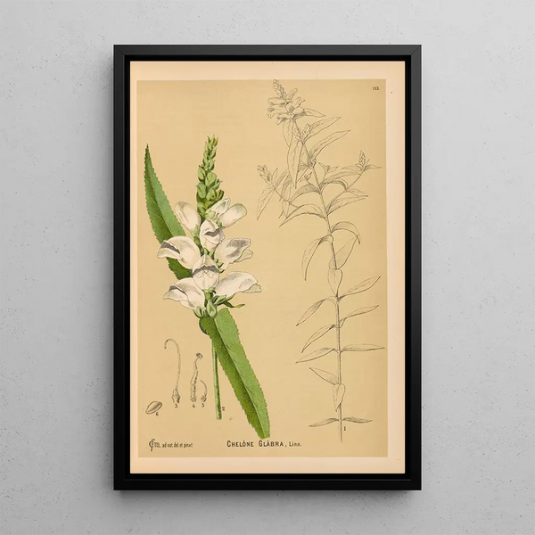 Reproduction of the painting Medicinal Plants Pl006 - Charles Frederick Millspaugh