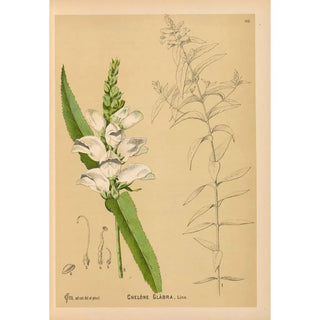 Reproduction of the painting Medicinal Plants Pl006 - Charles Frederick Millspaugh