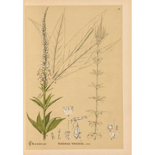 Medicinal Plants Pl007 - Charles Frederick Millspaugh — artwork view