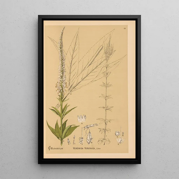 Medicinal Plants Pl007 - Charles Frederick Millspaugh — framed artwork on a wall