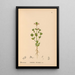 Reproduction of the painting Medicinal Plants Painting Pl008 - Charles Frederick Millspaugh