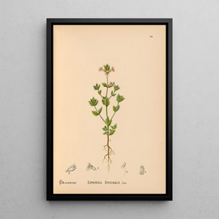 Reproduction of the painting Medicinal Plants Painting Pl008 - Charles Frederick Millspaugh