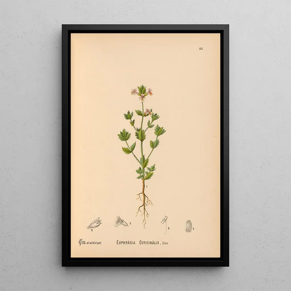 Reproduction of the painting Medicinal Plants Painting Pl008 - Charles Frederick Millspaugh