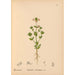 Reproduction of the painting Medicinal Plants Painting Pl008 - Charles Frederick Millspaugh