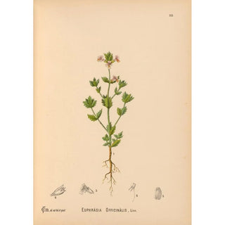 Reproduction of the painting Medicinal Plants Painting Pl008 - Charles Frederick Millspaugh