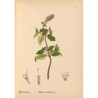 Medicinal Plants Pl009 - Charles Frederick Millspaugh — artwork view