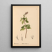 Medicinal Plants Pl009 - Charles Frederick Millspaugh — framed artwork on a wall