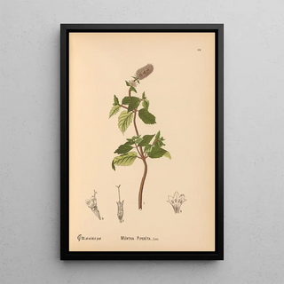 Medicinal Plants Pl009 - Charles Frederick Millspaugh — framed artwork on a wall