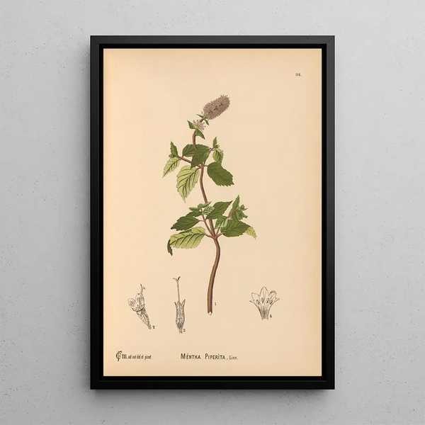 Medicinal Plants Pl009 - Charles Frederick Millspaugh — framed artwork on a wall