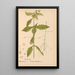 Reproduction of the painting Medicinal Plants Pl010 - Charles Frederick Millspaugh