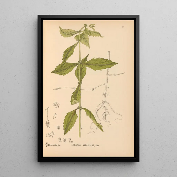 Reproduction of the painting Medicinal Plants Pl010 - Charles Frederick Millspaugh