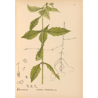Reproduction of the painting Medicinal Plants Pl010 - Charles Frederick Millspaugh