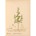 Medicinal Plants Pl011 - Charles Frederick Millspaugh — artwork view