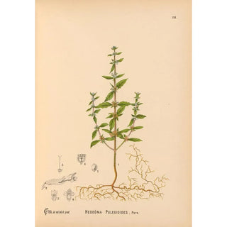 Medicinal Plants Pl011 - Charles Frederick Millspaugh — artwork view