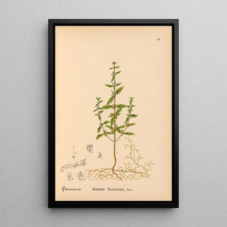 Medicinal Plants Pl011 - Charles Frederick Millspaugh — framed artwork on a wall