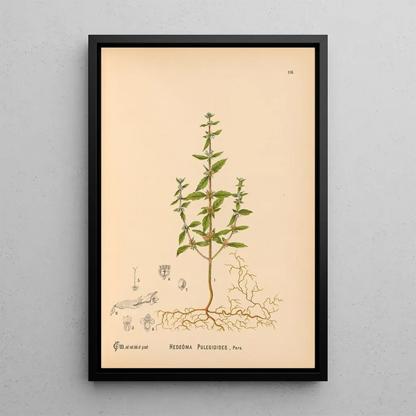 Medicinal Plants Pl011 - Charles Frederick Millspaugh — framed artwork on a wall