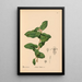 Reproduction of the painting Medicinal Plants Pl012 - Charles Frederick Millspaugh