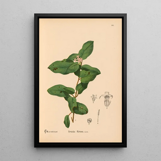 Reproduction of the painting Medicinal Plants Pl012 - Charles Frederick Millspaugh