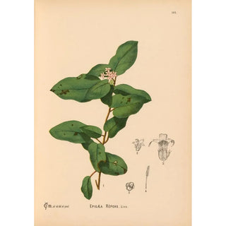 Reproduction of the painting Medicinal Plants Pl012 - Charles Frederick Millspaugh