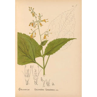 Medicinal Plants Pl013 - Charles Frederick Millspaugh — artwork view