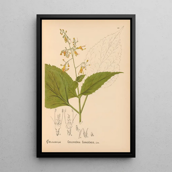 Medicinal Plants Pl013 - Charles Frederick Millspaugh — framed artwork on a wall