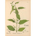 Medicinal Plants Pl014 - Charles Frederick Millspaugh — artwork view