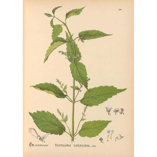 Medicinal Plants Pl014 - Charles Frederick Millspaugh — artwork view