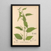 Medicinal Plants Pl014 - Charles Frederick Millspaugh — framed artwork on a wall