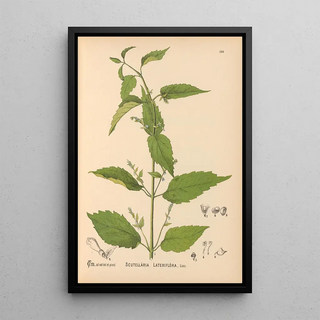 Medicinal Plants Pl014 - Charles Frederick Millspaugh — framed artwork on a wall