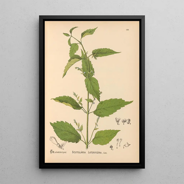 Medicinal Plants Pl014 - Charles Frederick Millspaugh — framed artwork on a wall