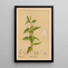 Reproduction of the painting Medicinal Plants Painting Pl015 - Charles Frederick Millspaugh