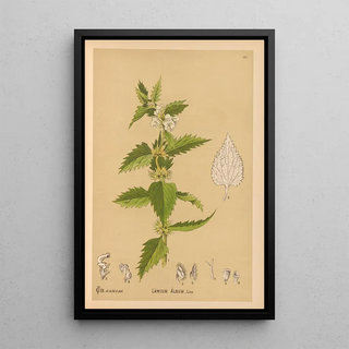 Reproduction of the painting Medicinal Plants Painting Pl015 - Charles Frederick Millspaugh