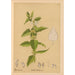 Reproduction of the painting Medicinal Plants Painting Pl015 - Charles Frederick Millspaugh