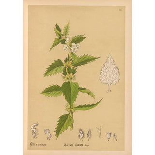 Reproduction of the painting Medicinal Plants Painting Pl015 - Charles Frederick Millspaugh