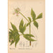 Medicinal Plants Pl016 - Charles Frederick Millspaugh — artwork view