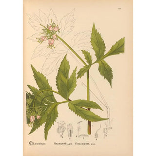 Medicinal Plants Pl016 - Charles Frederick Millspaugh — artwork view