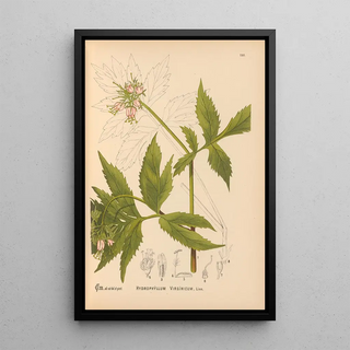 Medicinal Plants Pl016 - Charles Frederick Millspaugh — framed artwork on a wall