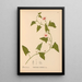 Reproduction of the painting Medicinal Plants Pl017 - Charles Frederick Millspaugh