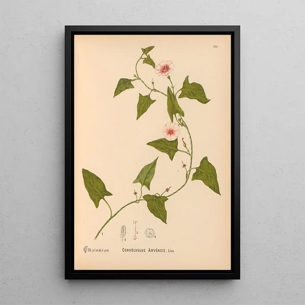 Reproduction of the painting Medicinal Plants Pl017 - Charles Frederick Millspaugh
